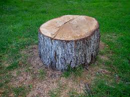 Best Tree Mulching  in Orange City, FL