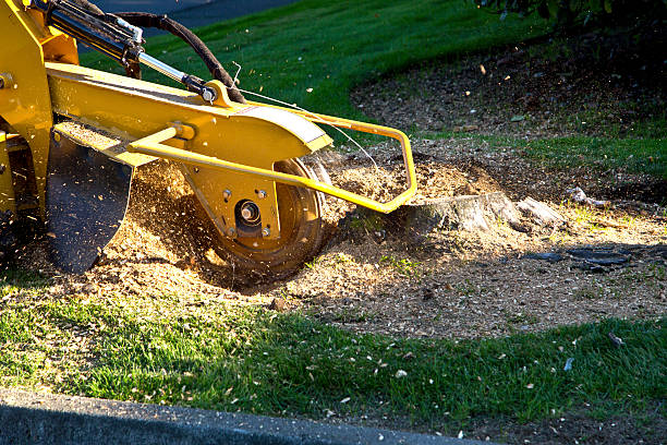 Best Lawn Pest Prevention  in Orange City, FL